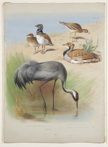 Kranich, Triel und Trappen, ca. 1915 von Archibald Thorburn