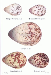 Eier: Sandregenpfeifer, Seeregenpfeifer, Großer Brachvogel, Kiebitz, Mornellregenpfeifer, aus Vögel der Britischen Inseln und ihre Eier veröffentlicht von Frederick Warne & Co Ltd, 1958 von Archibald Thorburn