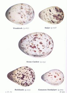Eier: Waldschnepfe; Bekassine, Triel, Rotschenkel, Flussuferläufer, aus Vögel der Britischen Inseln und ihre Eier veröffentlicht von Frederick Warne & Co Ltd, 1958 von Archibald Thorburn