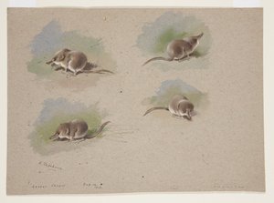 Vier Vignetten der Zwergspitzmaus, ca. 1915 von Archibald Thorburn