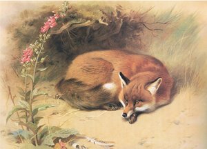 Fuchs mit Fingerhut, aus Thorburns Säugetiere, veröffentlicht von Longmans and Co, ca. 1920