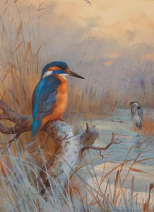 Ausgefroren - Fischer: Eisvogel und Reiher in einer Winterlandschaft