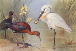 Brauner Sichler (adult und unreif), Löffler von Archibald Thorburn