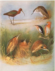 Glanzibis, Rohrdommel, Nachtreiher, Zwergdommel, Rallenreiher, Amerikanische Rohrdommel, veröffentlicht von Book Club Associates, 1972