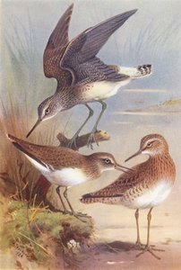 Grünschenkel, Flussuferläufer, Waldwasserläufer von Archibald Thorburn