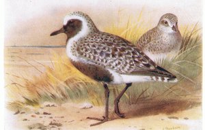 Goldregenpfeifer, aus Vögel der Britischen Inseln und ihre Eier veröffentlicht von Frederick Warne & Co Ltd, 1958