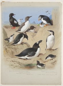 Lummen, Tordalk, Papageitaucher und Alken, ca. 1915 von Archibald Thorburn