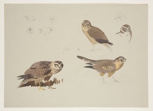 Weihe und Kampfläufer, ca. 1915 von Archibald Thorburn