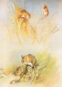 Erntemaus und Waldmaus, aus Thorburns Säugetiere, veröffentlicht von Longmans and Co, ca. 1920 von Archibald Thorburn