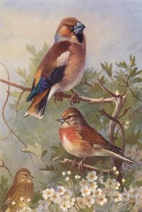 Kernbeißer, Hänfling (männlich und weiblich) von Archibald Thorburn