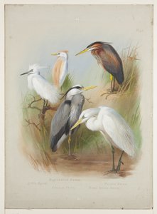 Reiher und Silberreiher, ca. 1915 von Archibald Thorburn