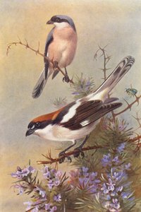 Schwarzstirnwürger, Rotkopfwürger von Archibald Thorburn