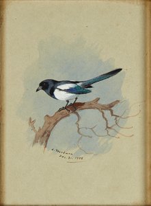 Elster auf einem Ast von Archibald Thorburn
