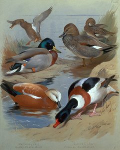 Stockente, Schnatterente, Rostgans von Archibald Thorburn