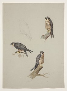 Merlin-Männchen, ca. 1915 von Archibald Thorburn