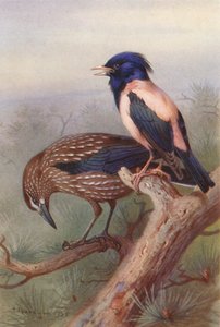 Nussknacker, Rosenstare (Farblithografie) von Archibald Thorburn