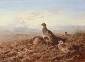 Rebhühner im Stoppelfeld von Archibald Thorburn