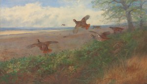 Rebhühner im Flug