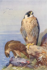 Wanderfalke von Archibald Thorburn