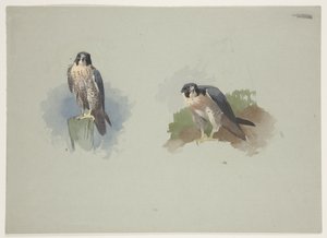 Wanderfalke Männchen, ca. 1915 von Archibald Thorburn