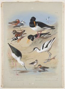 Wassertreter, Austernfischer, Säbelschnäbler, Steinwälzer und Stelzenläufer, ca. 1915 von Archibald Thorburn
