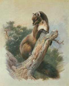 Baummarder