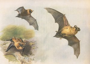 Zwergfledermaus oder Gemeine Fledermaus, aus Thorburns Säugetiere, veröffentlicht von Longmans and Co, ca. 1920 von Archibald Thorburn