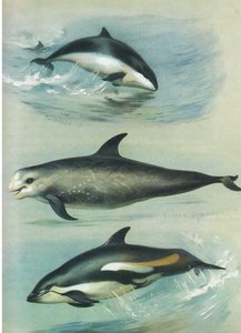 Schweinswal, Risso-Grampus und Weißseitendelfin, aus Thorburns Säugetiere, veröffentlicht von Longmans and Co, ca. 1920 von Archibald Thorburn
