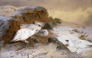 Schneehuhn im Schnee von Archibald Thorburn