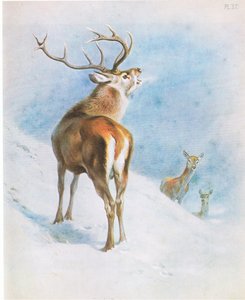 Rothirsch, veröffentlicht von Book Club Associates von Archibald Thorburn