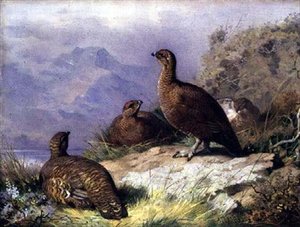 Moorhuhn am Ufer eines Sees von Archibald Thorburn