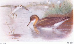 Odinshühnchen (Sommer und Herbst), aus Vögel der Britischen Inseln und ihre Eier, veröffentlicht von Frederick Warne & Co Ltd, 1958 von Archibald Thorburn