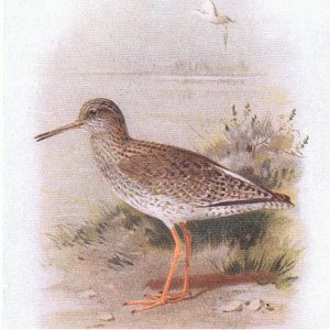 Rotschenkel, aus Vögel der Britischen Inseln und ihre Eier veröffentlicht von Frederick Warne & Co Ltd, 1958