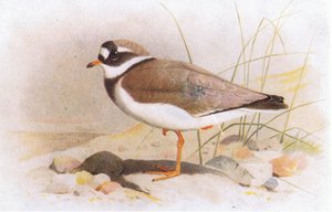 Sandregenpfeifer, aus Vögel der Britischen Inseln und ihre Eier veröffentlicht von Frederick Warne & Co Ltd, 1958