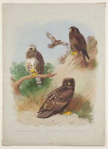 Raufußbussard, Schelladler und Mäusebussard, ca. 1915 von Archibald Thorburn