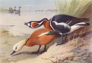 Rotschulterente, Rothalsgans von Archibald Thorburn