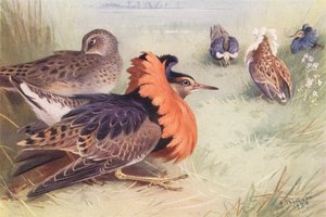 Ruff (vier Typen von Männchen und Weibchen) von Archibald Thorburn