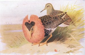Kampfläufer und Rotschenkel, aus Vögel der Britischen Inseln und ihre Eier, veröffentlicht von Frederick Warne & Co Ltd, 1958
