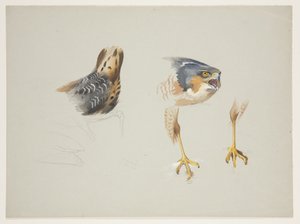 Rumpf eines Watvogels und Kopf und Beine eines Sperber, ca. 1915 von Archibald Thorburn