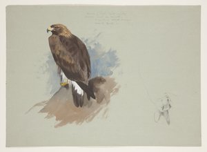Seeadler und Bleistiftskizze eines Kaninchens, ca. 1915 von Archibald Thorburn
