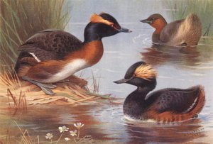 Slavonischer Taucher, Zwergtaucher, Schwarzhalstaucher von Archibald Thorburn