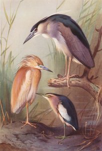 Rallenreiher, Nachtreiher, Zwergdommel von Archibald Thorburn