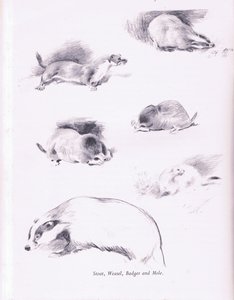 Hermelin, Wiesel, Dachs und Maulwurf
