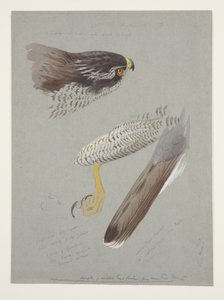 Studien von Kopf, Fuß und Flügel eines männlichen Habichts, ca. 1915