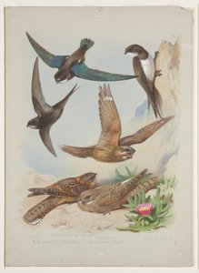 Mauersegler, ca. 1915 von Archibald Thorburn