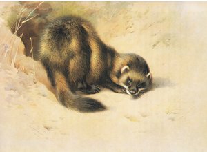 Das Iltis, aus Thorburns Säugetiere, veröffentlicht von Longmans und Co, ca. 1920 von Archibald Thorburn