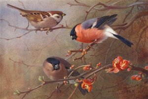 Feldsperling, Gimpel (männlich und weiblich) von Archibald Thorburn