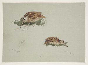 Zwei Vignetten der Waldschnepfe, ca. 1915 von Archibald Thorburn