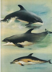 Weißschnabeldelfin, Großer Tümmler und Gemeiner Delfin, aus Thorburns Säugetiere, veröffentlicht von Longmans und Co, ca. 1920 von Archibald Thorburn