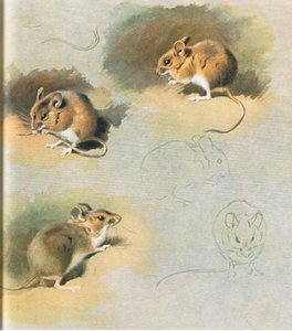 Waldmaus, veröffentlicht von Book Club Associates, 1972 von Archibald Thorburn